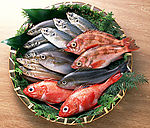 海鱼大聚会