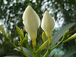 百合花