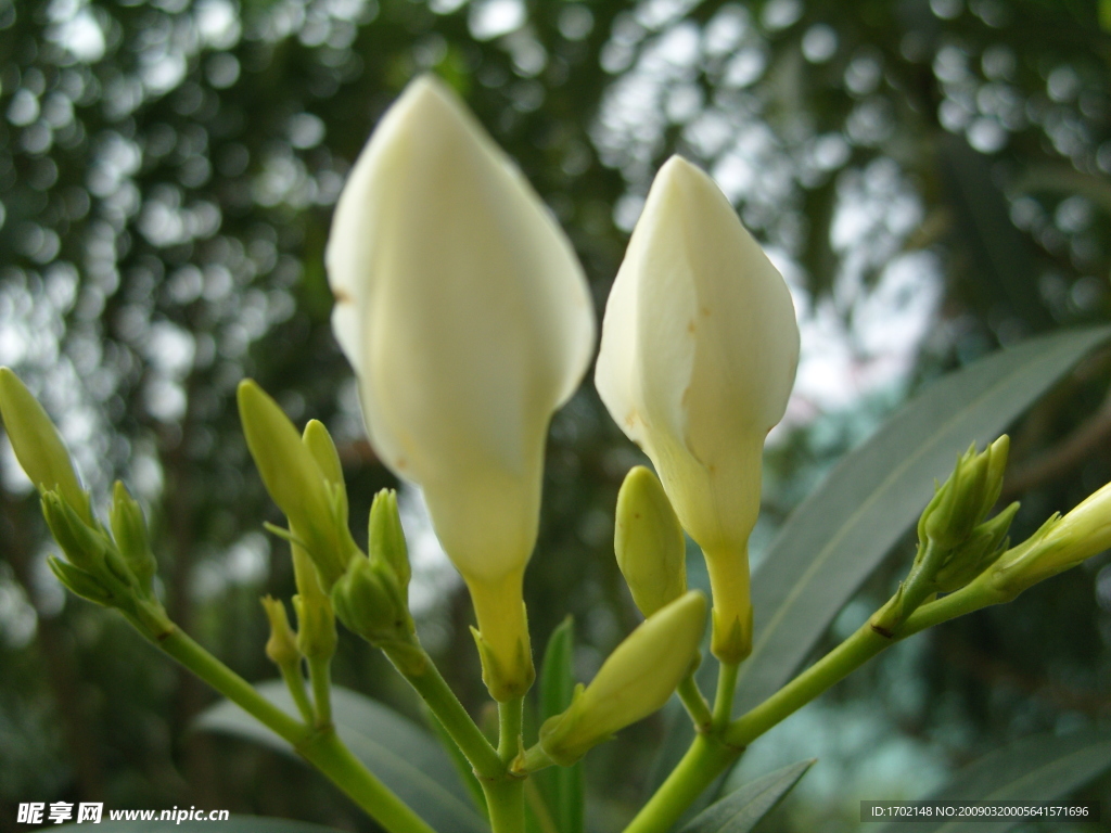 百合花