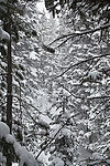 雪景