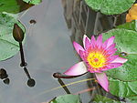 莲花