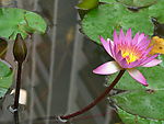 莲花