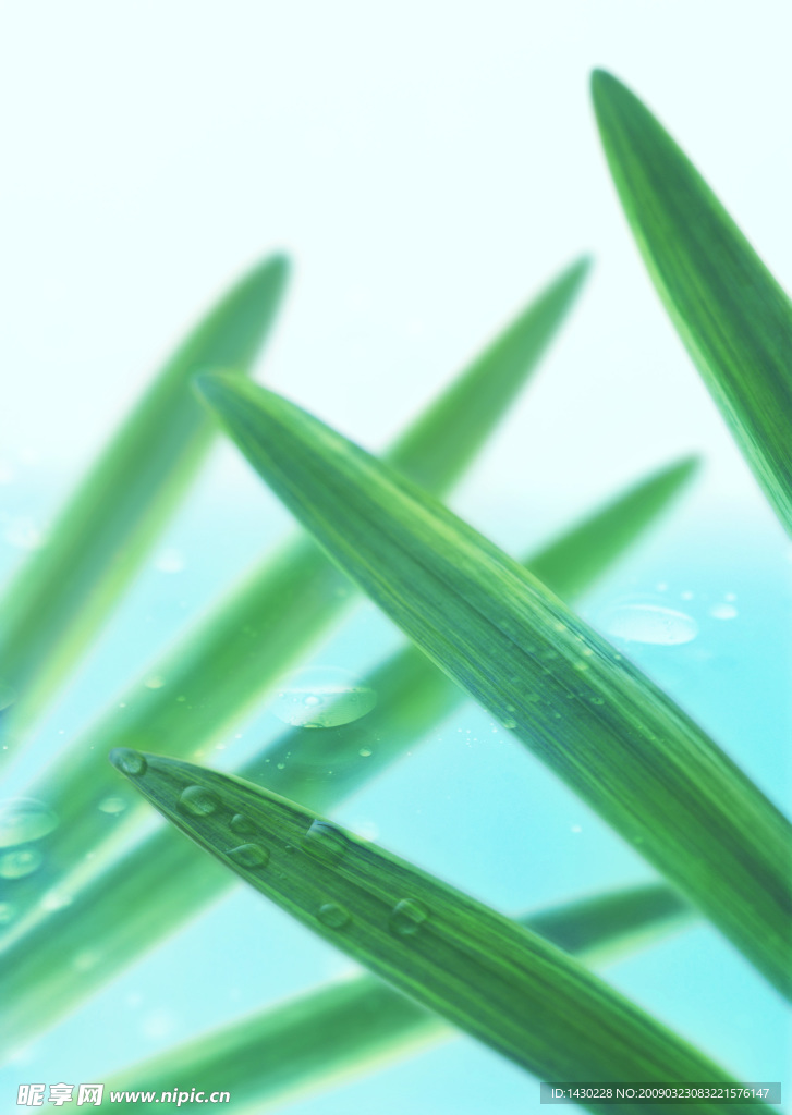 水 天空 树叶 水滴 水纹