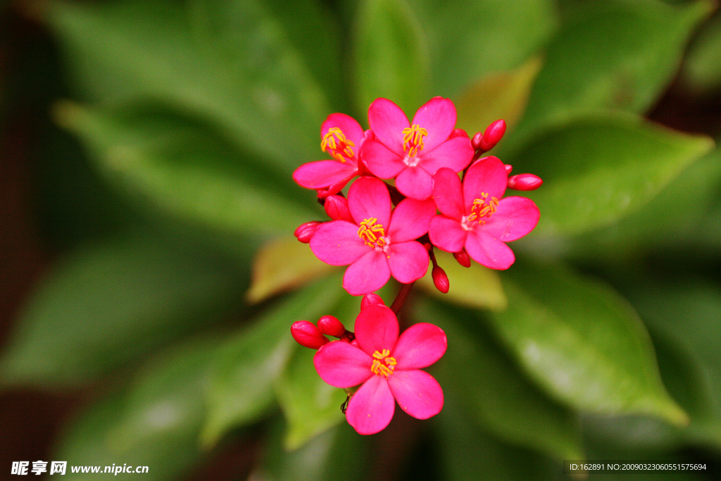 鲜花