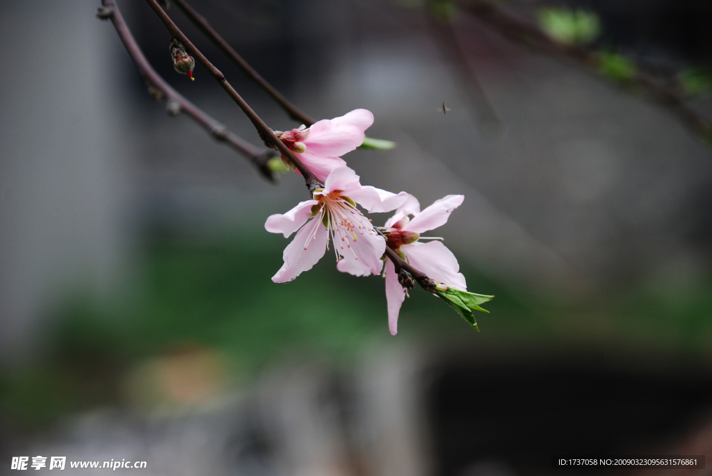 桃花