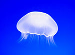 海蜇