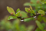 春雨中的绣线菊