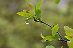 春雨中的绣线菊