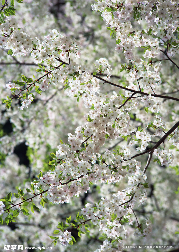 樱花