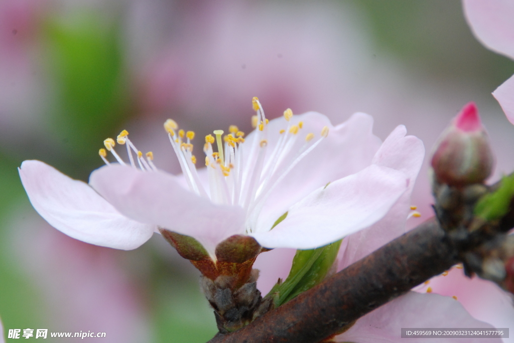桃花