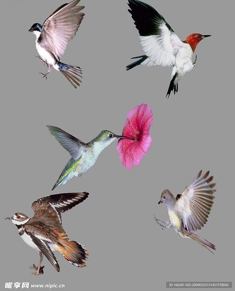 小鸟分层图
