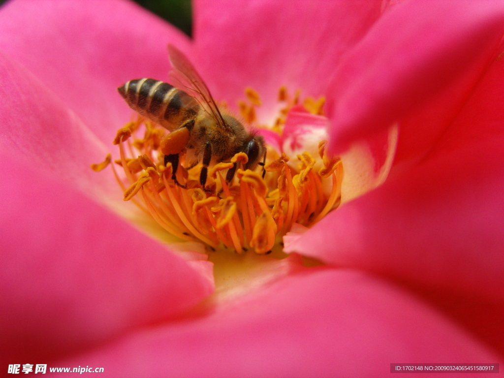 蜜蜂 花蕊 玫瑰