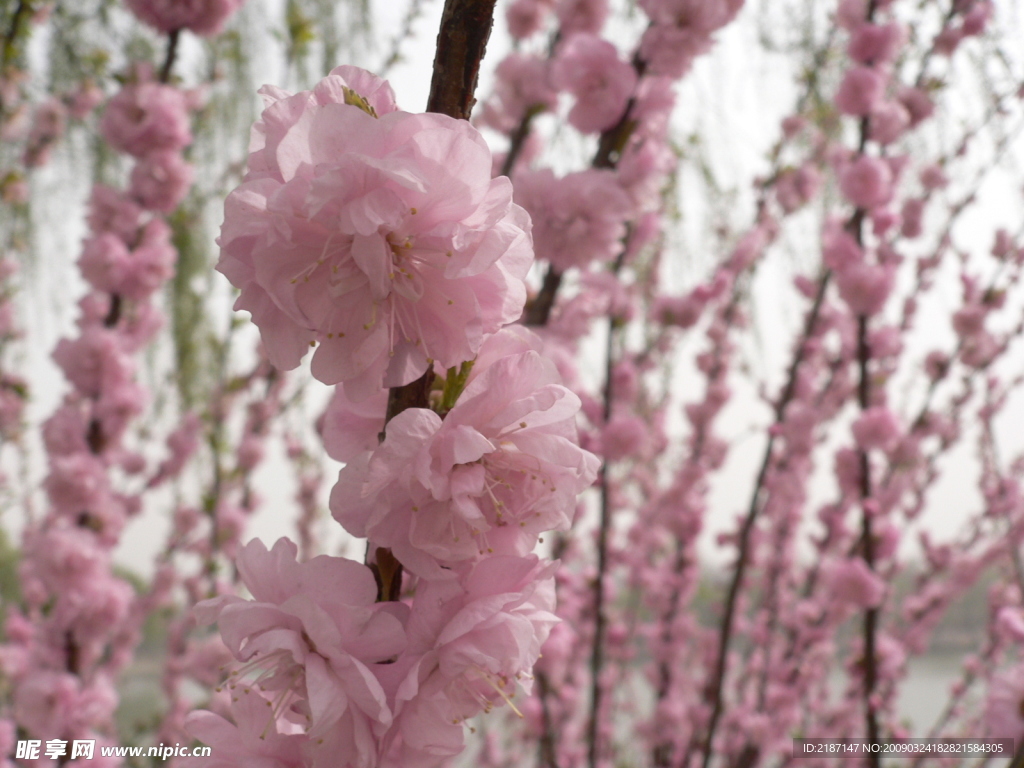 桃花