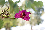紫色 花 花蕊 含苞欲放 茎