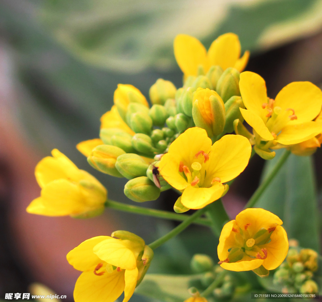 油菜花