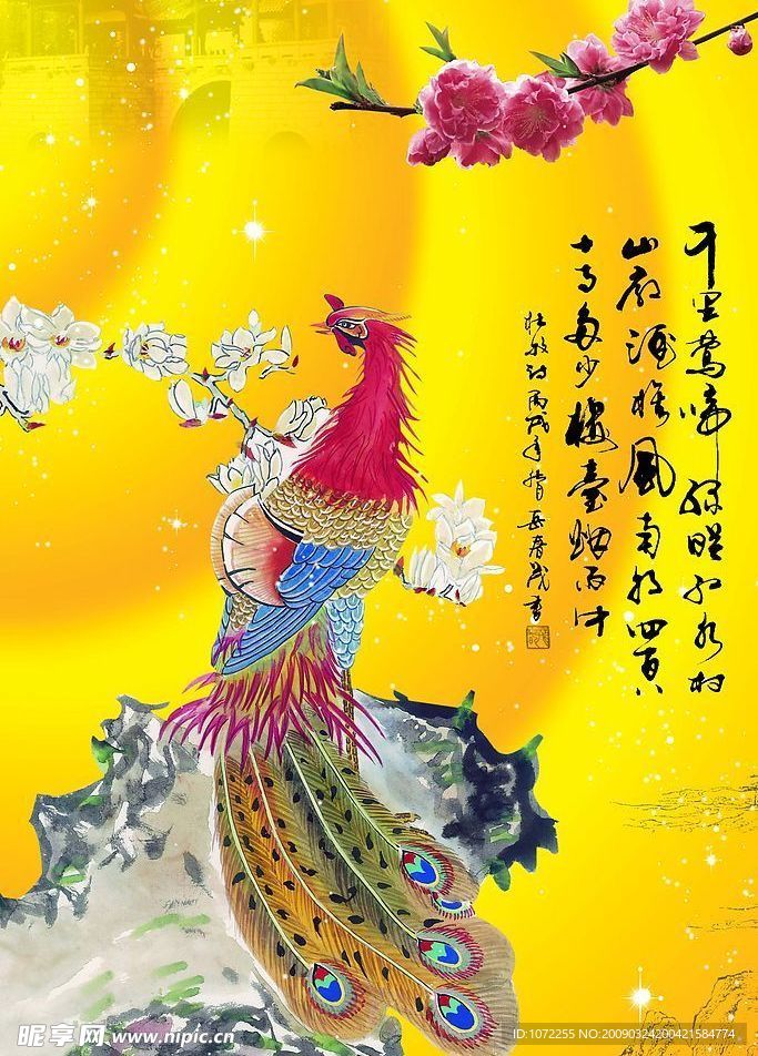 美丽孔雀