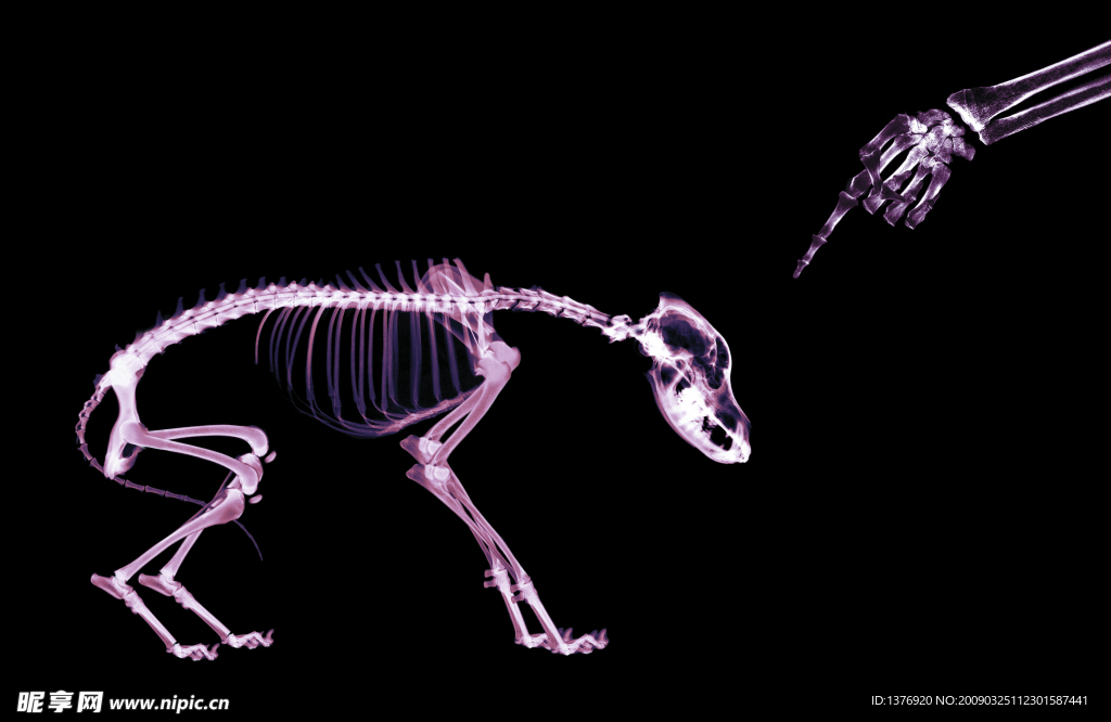 骨骼动物X光透视