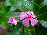 长春花（五瓣梅）