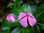 长春花(五瓣梅)