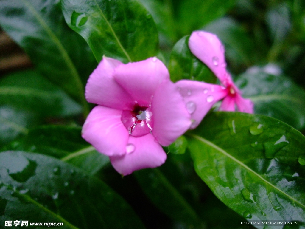长春花（五瓣梅）