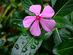 长春花(五瓣梅)