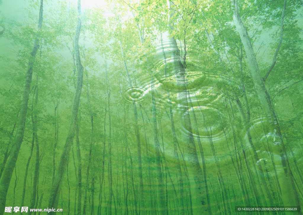 树林 水 水纹