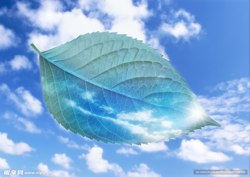 天空 树叶 白云