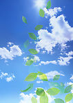 天空 树叶 白云 光芒