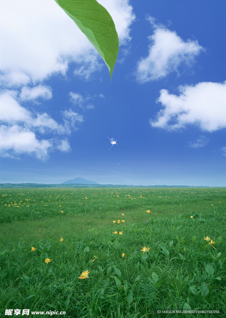 天空 叶子 草地 白云