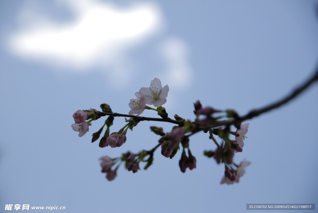 樱花