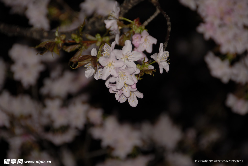 樱花