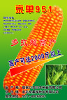 玉米
