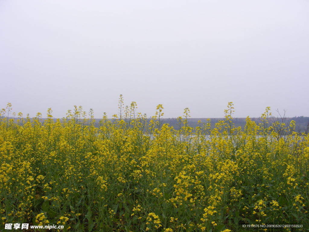 油菜花