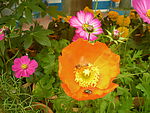 那些花儿