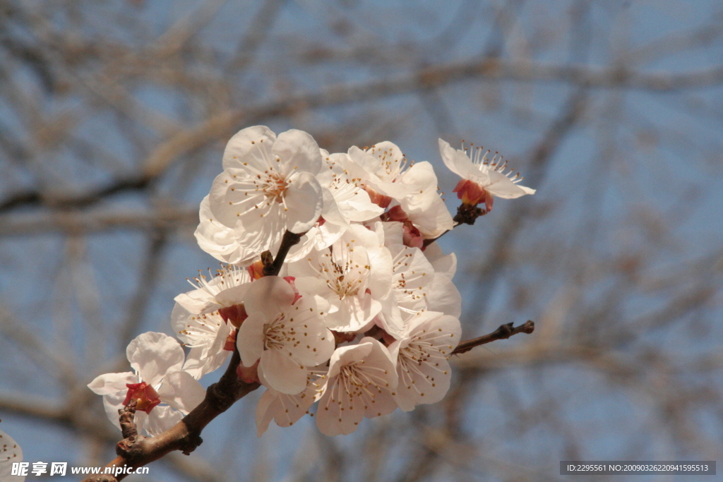 白色梅花