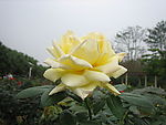 花卉