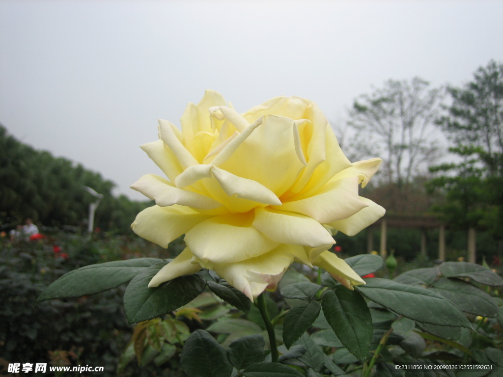花卉