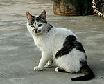 家猫