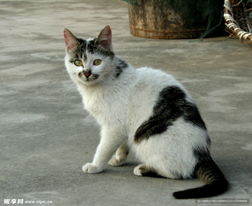 家猫