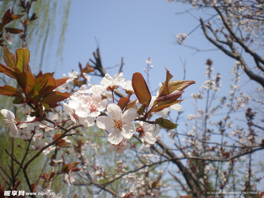 桃花盛开