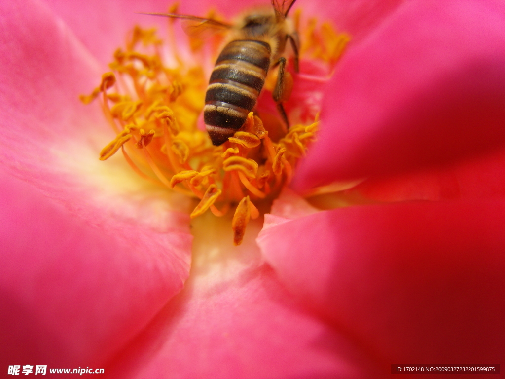 玫瑰月季 花蕊 蜜蜂