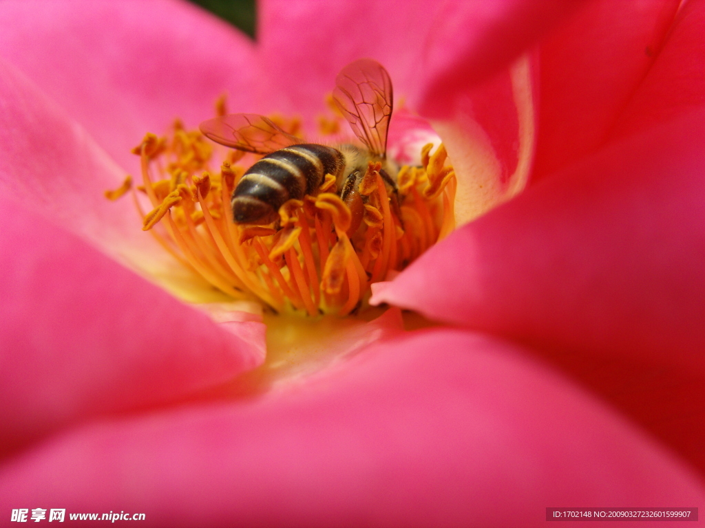 玫瑰月季 花蕊 蜜蜂