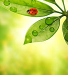 绿色植物素材