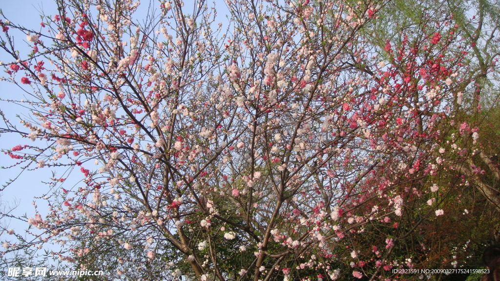 西湖桃花