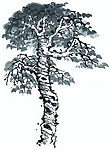 松树