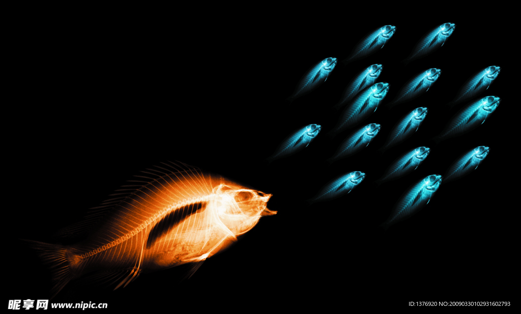骨骼 鱼 透视 X光 科技 鱼群