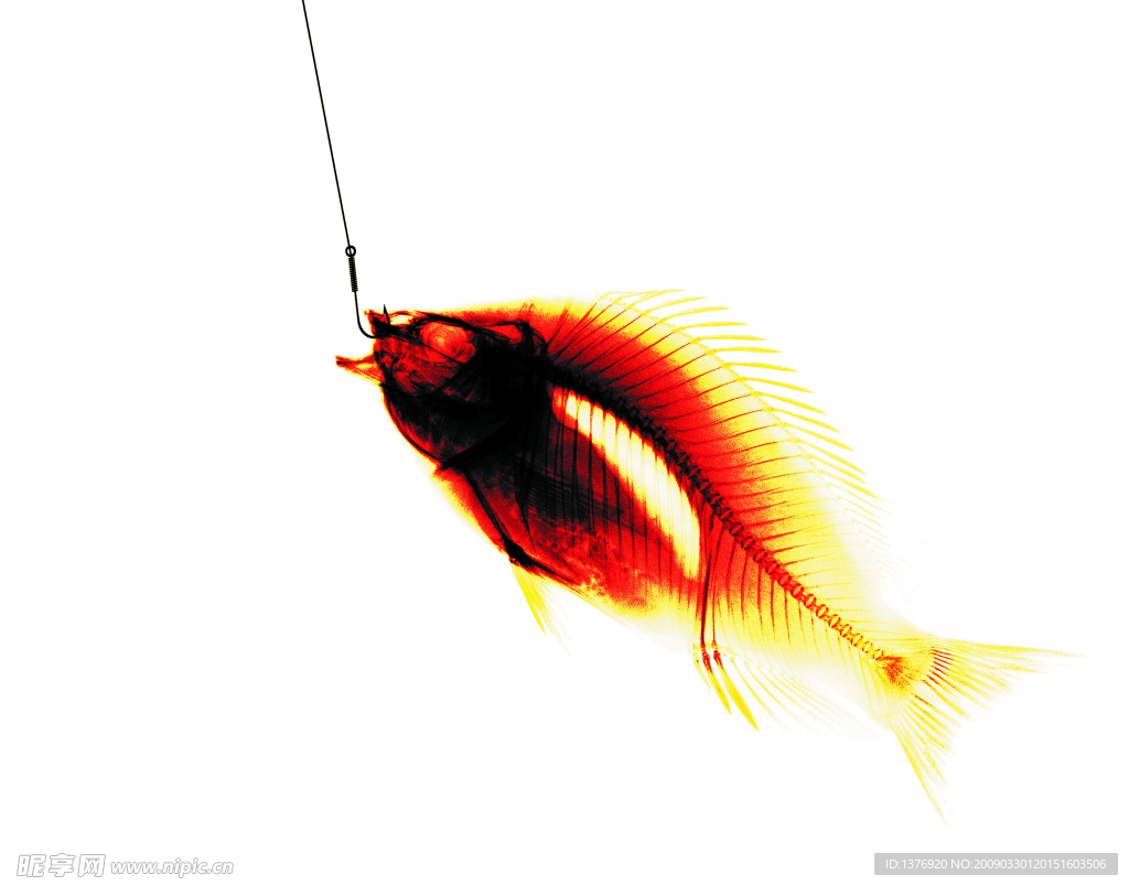 X光 透视 抽象 科技 鱼