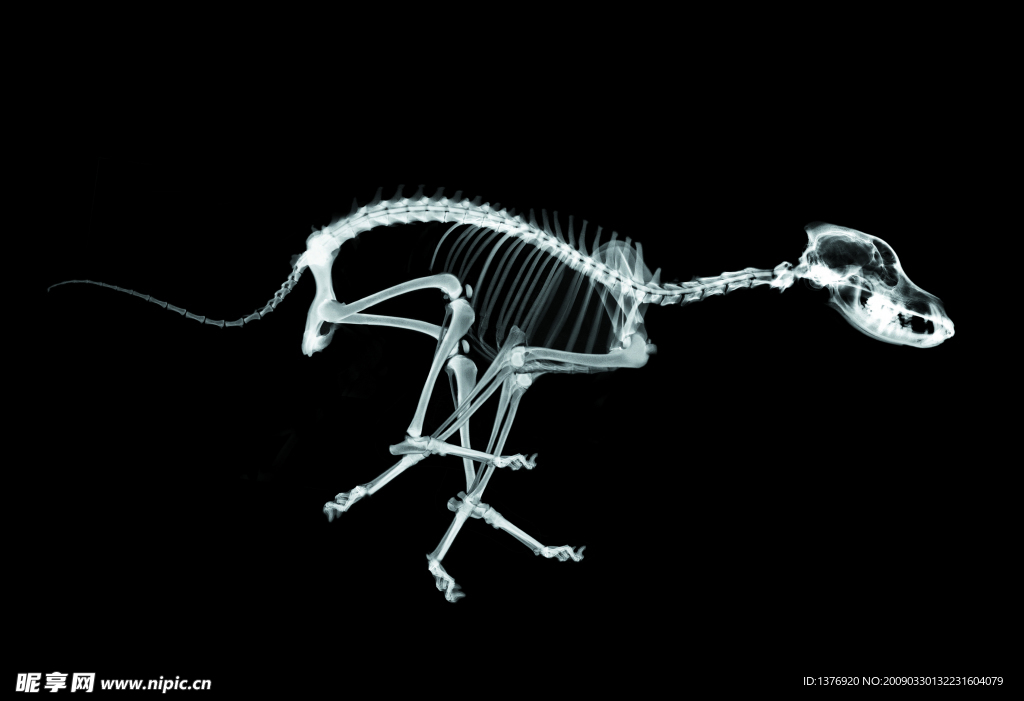 骨骼 透视 X光 抽象 科技