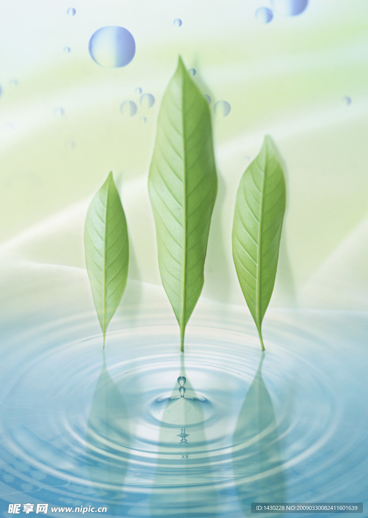 叶子 水滴 水纹 水