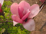 花瓣